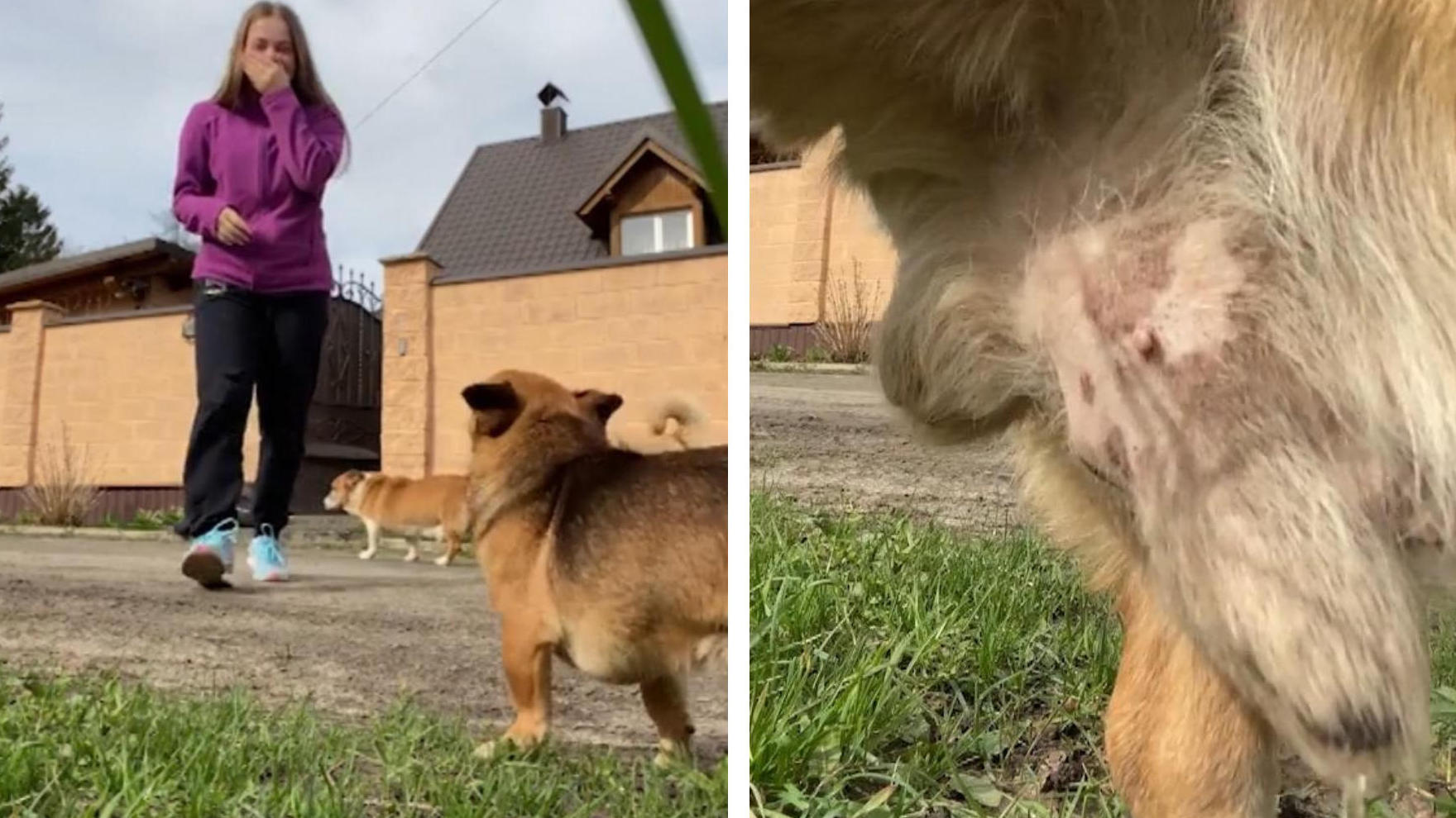 Hund ruiniert Frauchens Video - mit Pinkeleinlage! Vierbeiner-Fauxpas