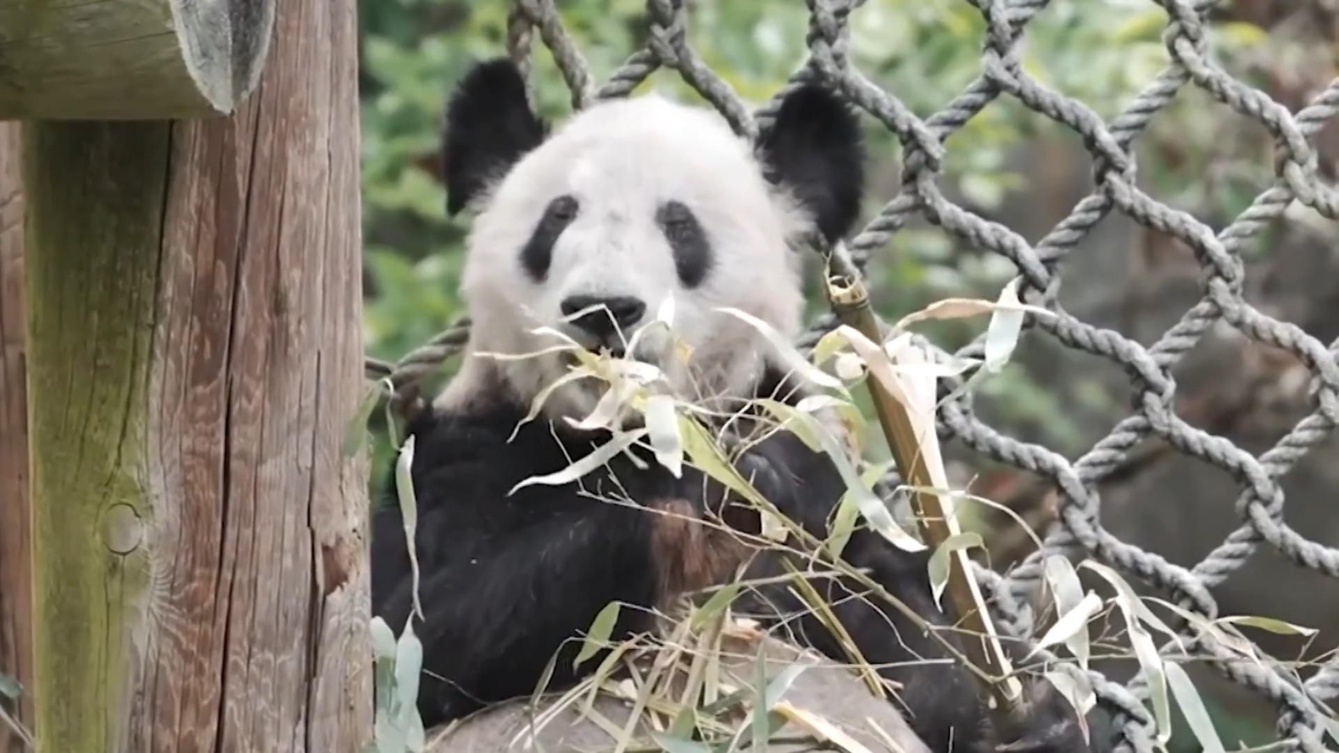 Nach 22 Jahren: Pandadame Ya Ya darf zurück nach China Kurz nachdem ihr Partner verstorben ist