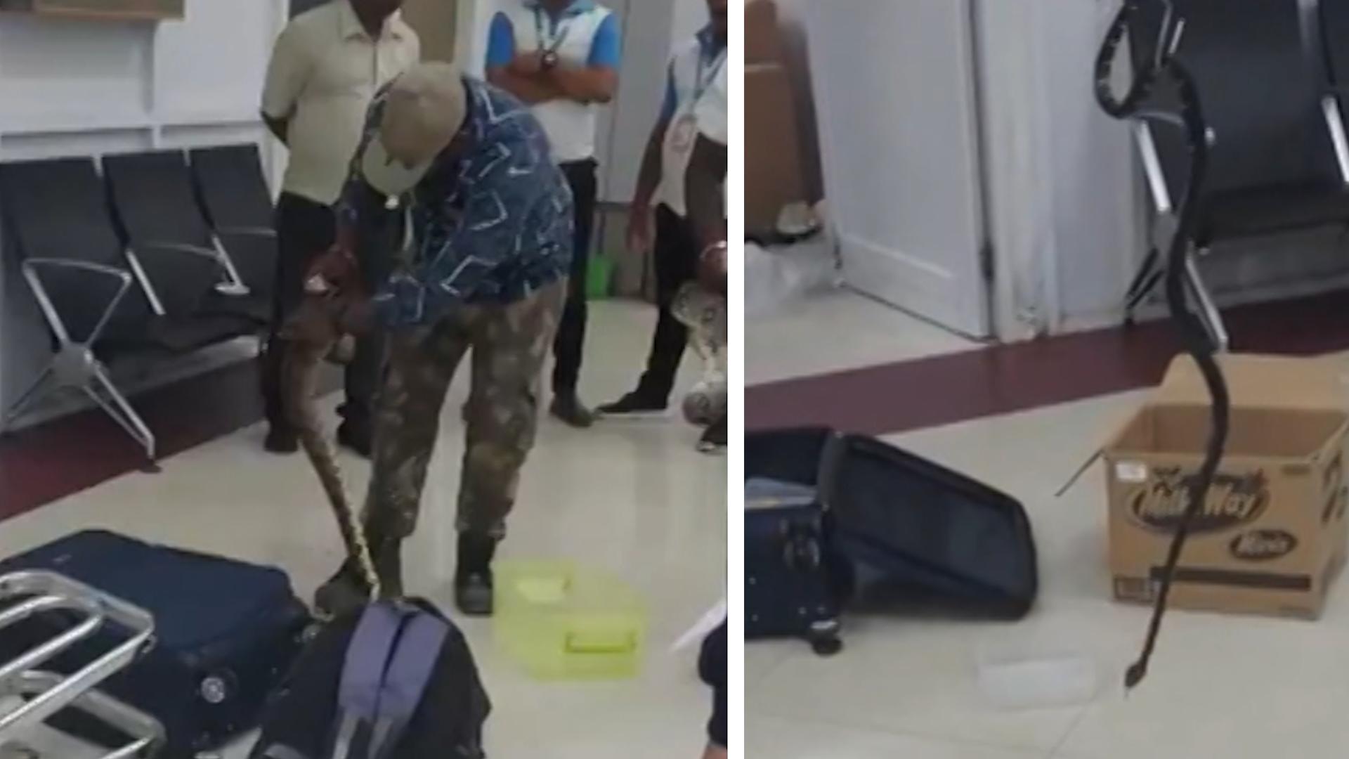 Frau versteckt 22 Schlangen im Koffer Schock am Flughafen!