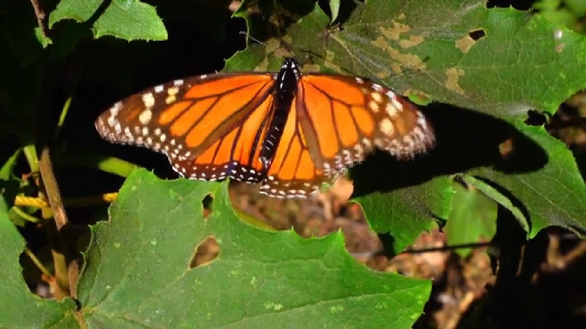 Tot wegen Schmetterlingen Ein geheimnisvoller Todesfall in Mexiko