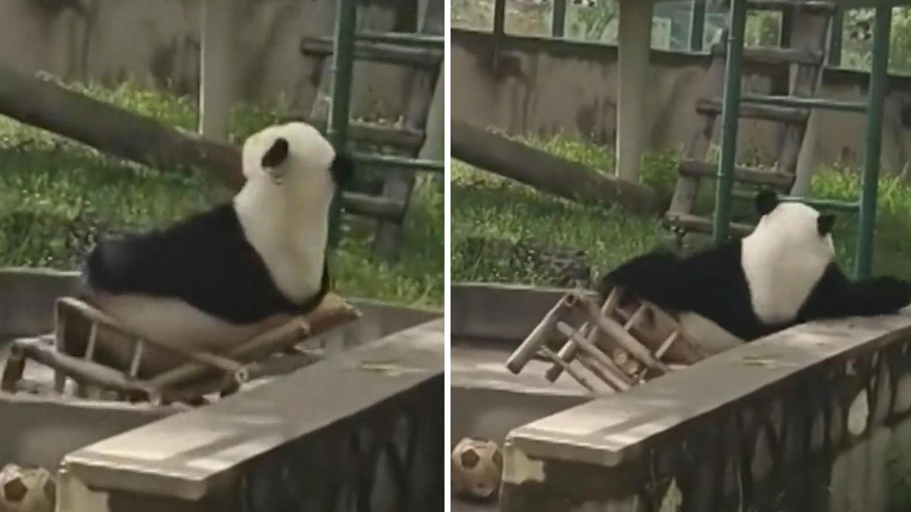 Ups! Ungeschickter Panda macht sich zum Gespött Zoo-Besucher kommen aus dem Lachen nicht mehr raus