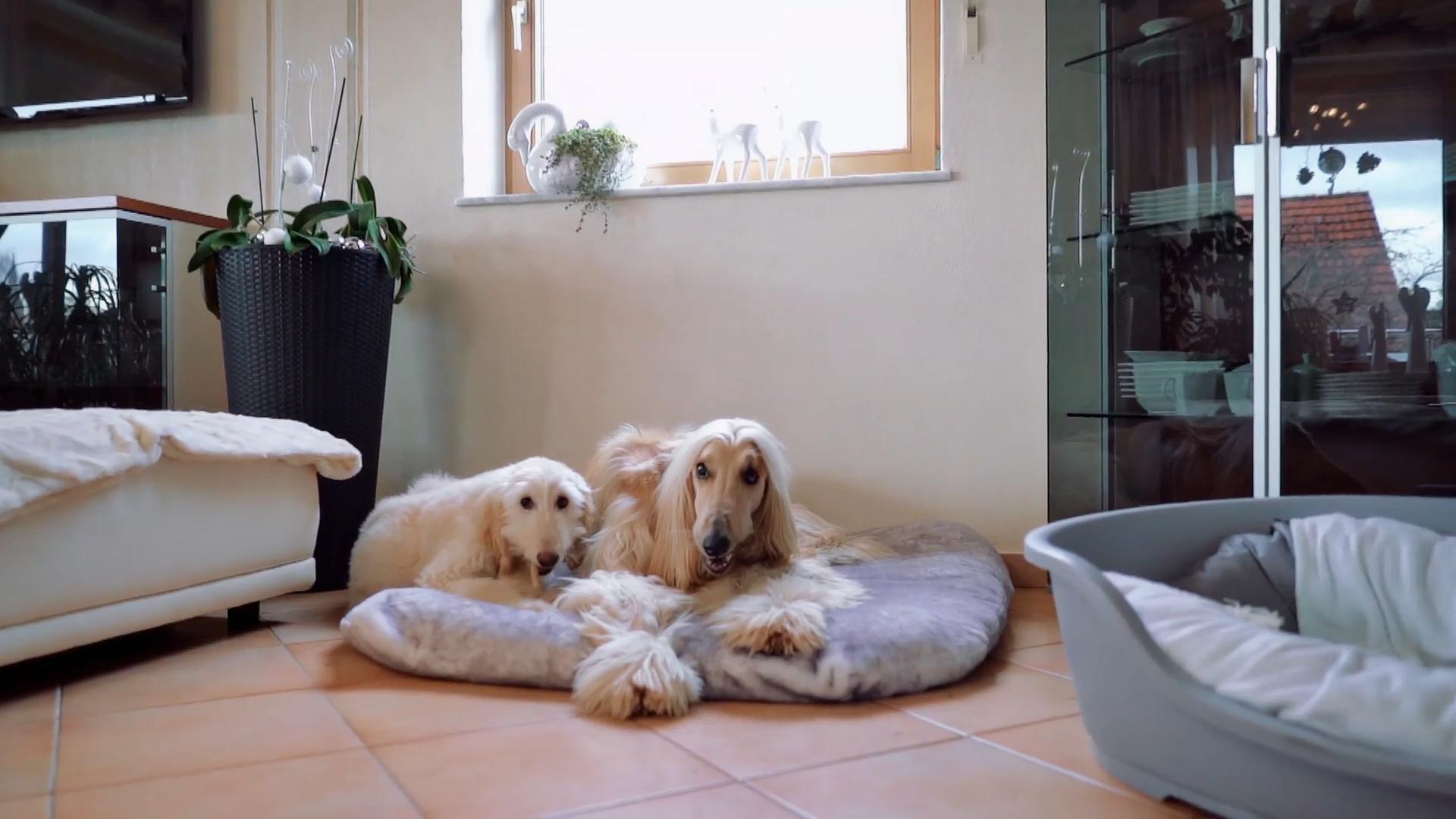 Der Windhund-Welpe ist seit sechs Wochen bei Familie Burger Richtig angekommen
