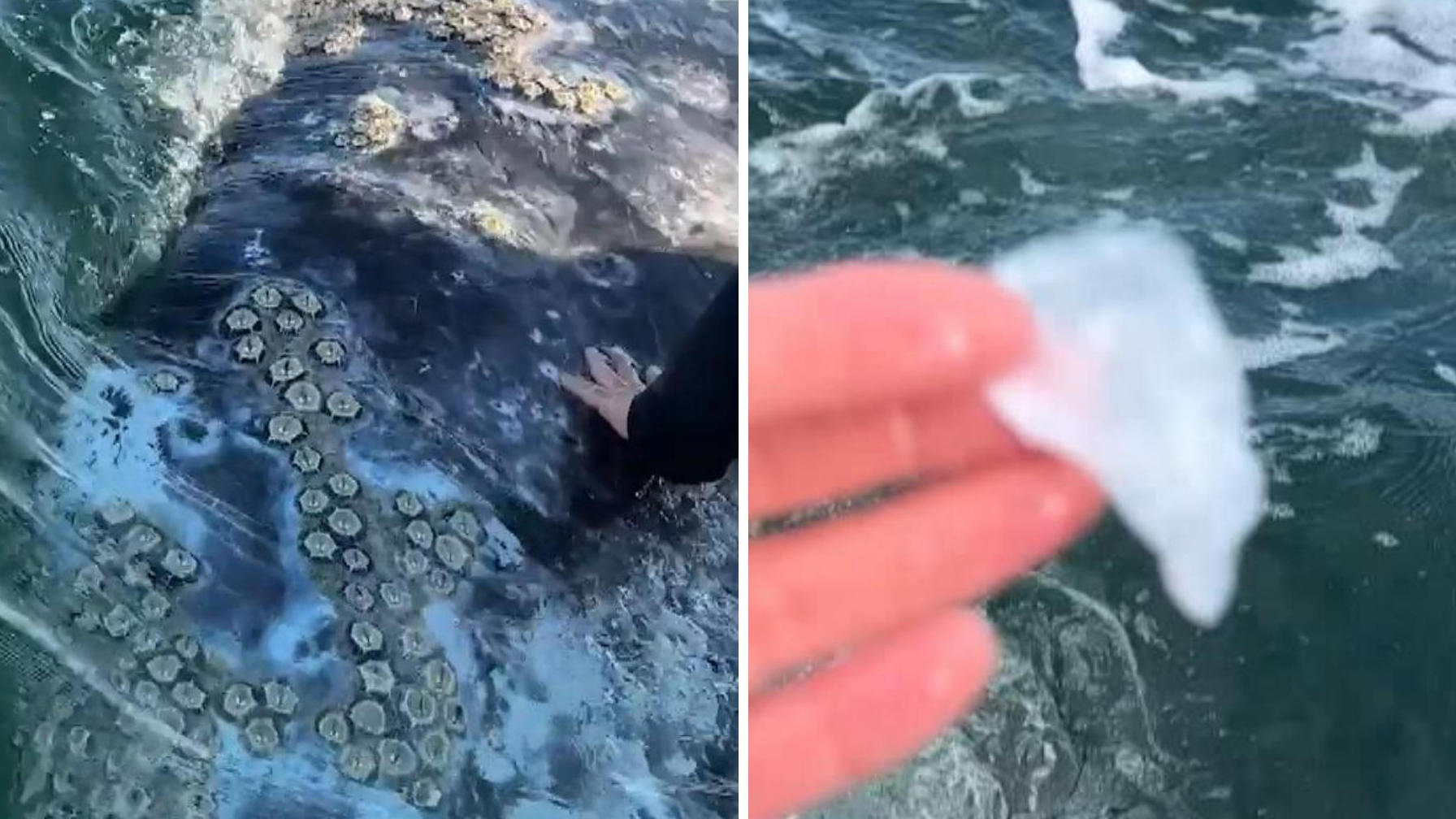Touristin streichelt Wal – und zieht tote Haut ab Hat die Schuppen vor den Augen?!