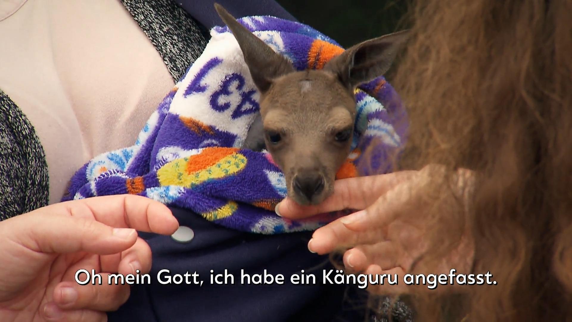 ¡Que lindo!  Bebé canguro alerta para sorprender al granjero Tom Cute en Australia