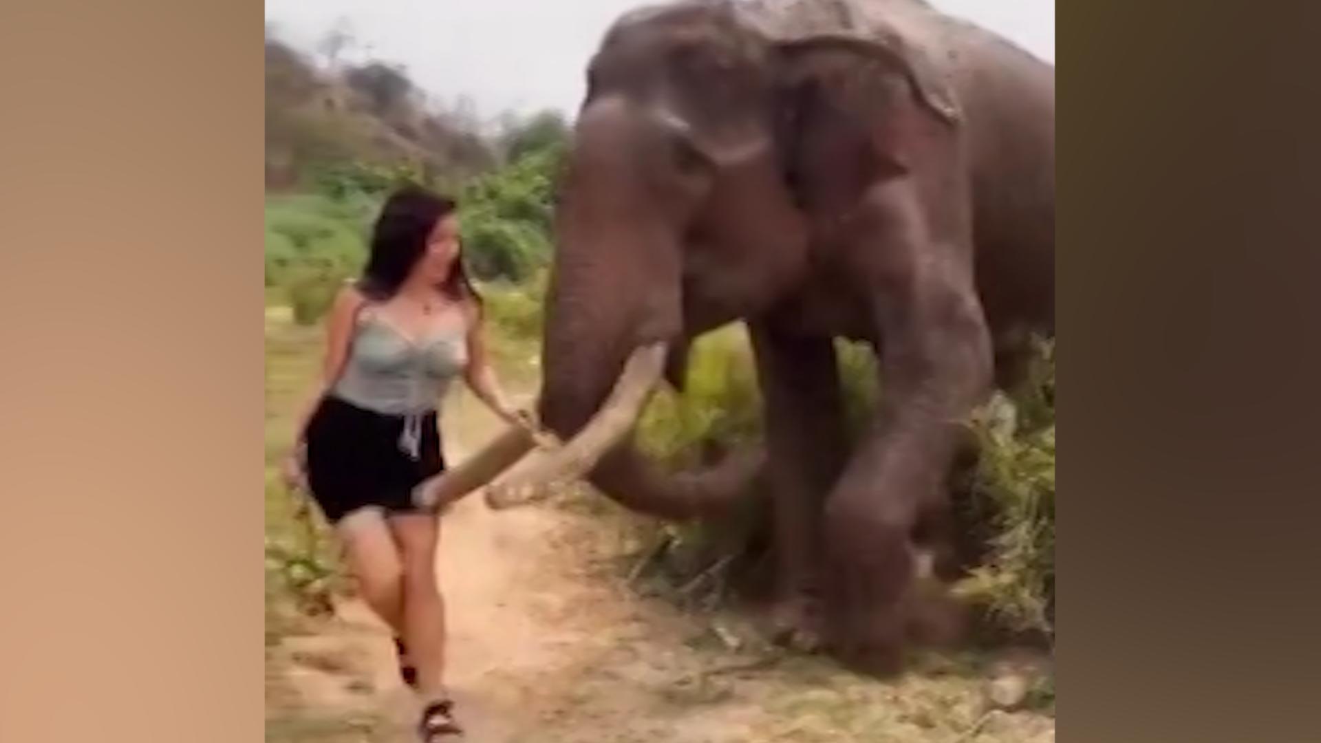 Spiel mit dem Feuer: Frau provoziert Elefant mit Banane Hungrig und aggressiv