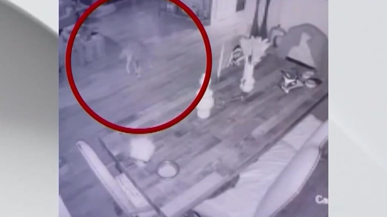 Ab durch die Katzenklappe: Kojote dringt in Wohnung ein Er hat es auf die Hauskatze abgesehen