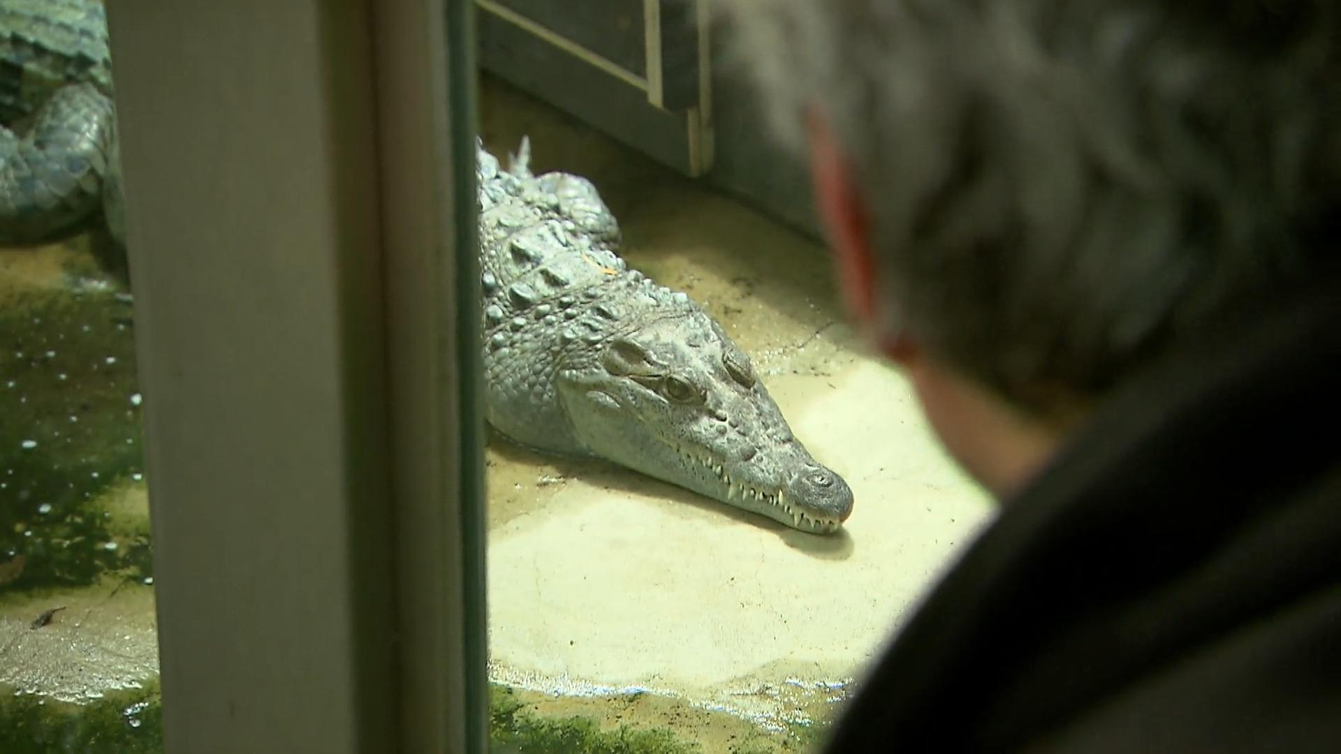 Kölner Zoo fliegt Krokodile aus Philippinen