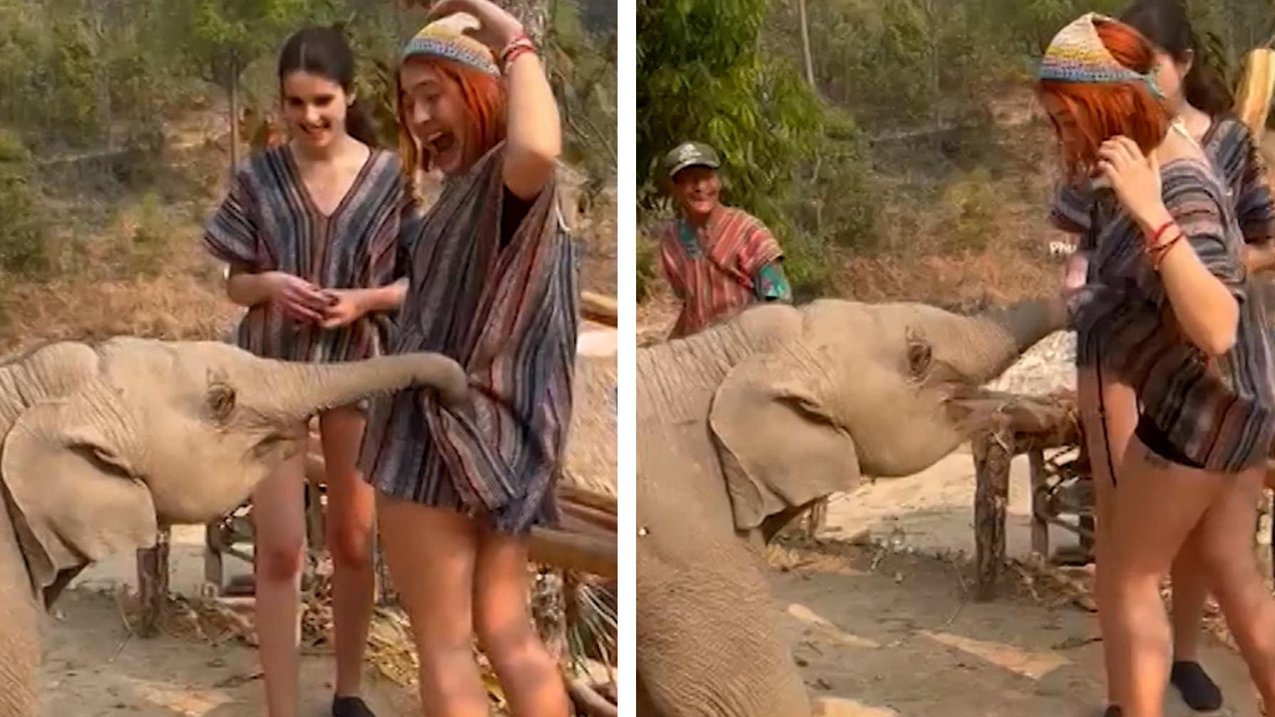El elefante está tratando de desnudar al turista, ¡su trompa quiere mucho!
