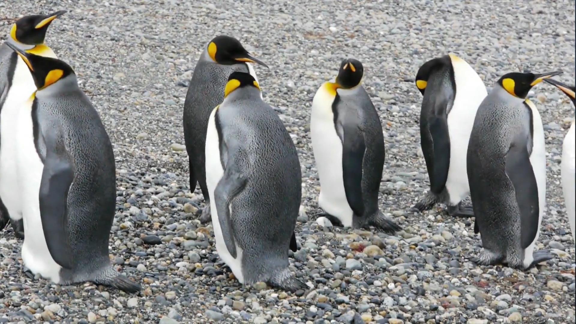 Geheimnisse in der Antarktis Pinguinkot als Klimaretter