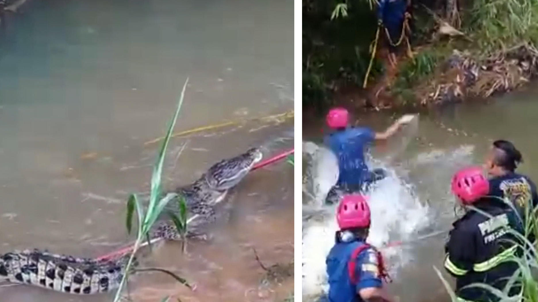 Bomberos atrapan reptiles gigantes en una pelea de cocodrilos