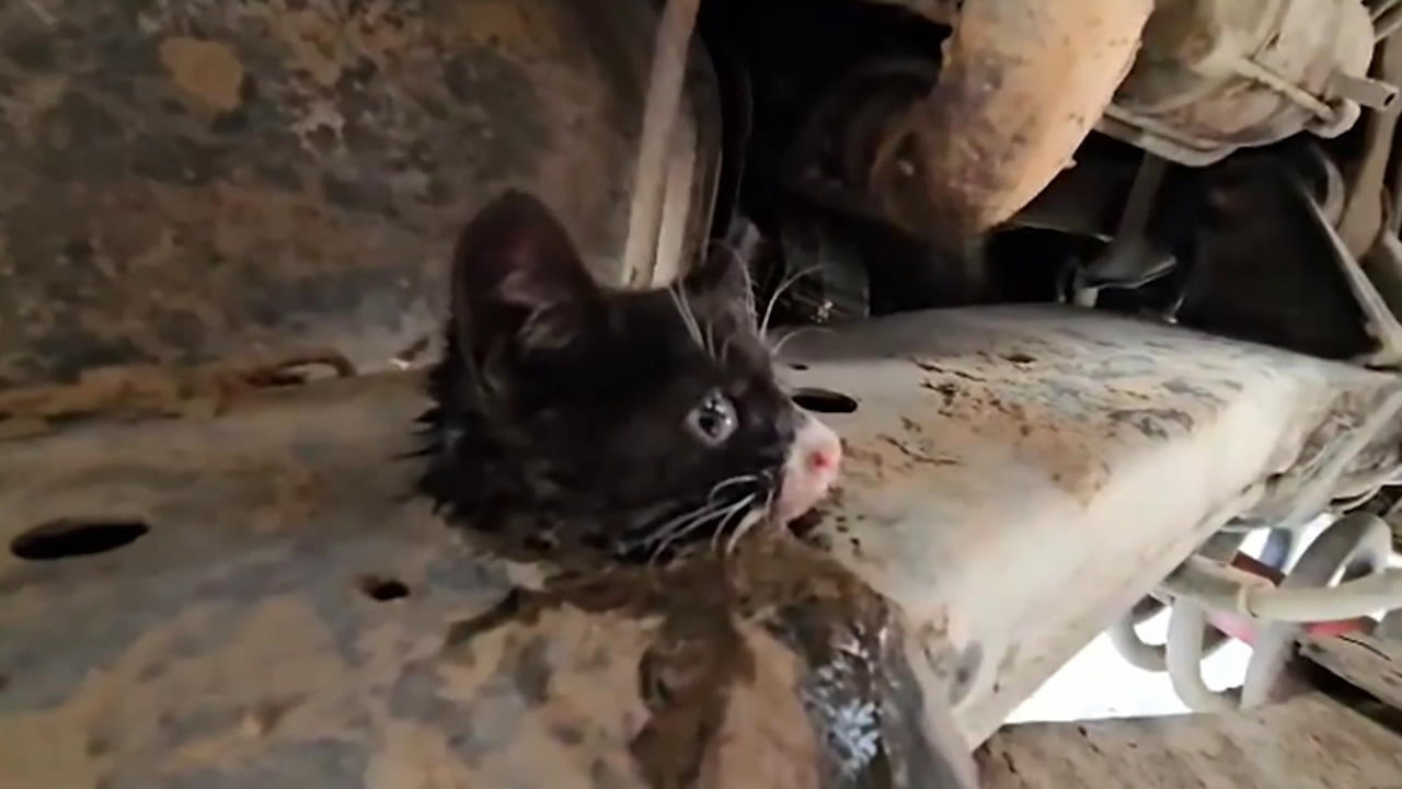 Sie miaut um Hilfe! Katze steckt mit dem Kopf in Auto fest Schwierige Rettung