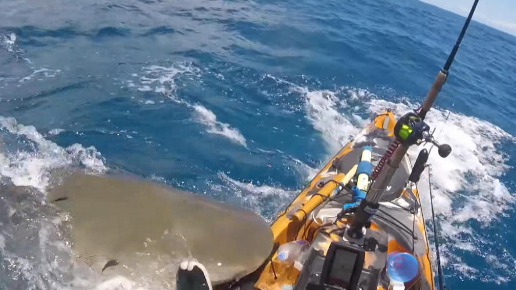 Kajakfahrer entgeht nur knapp dem Tod Hai-Angriff aus dem Nichts