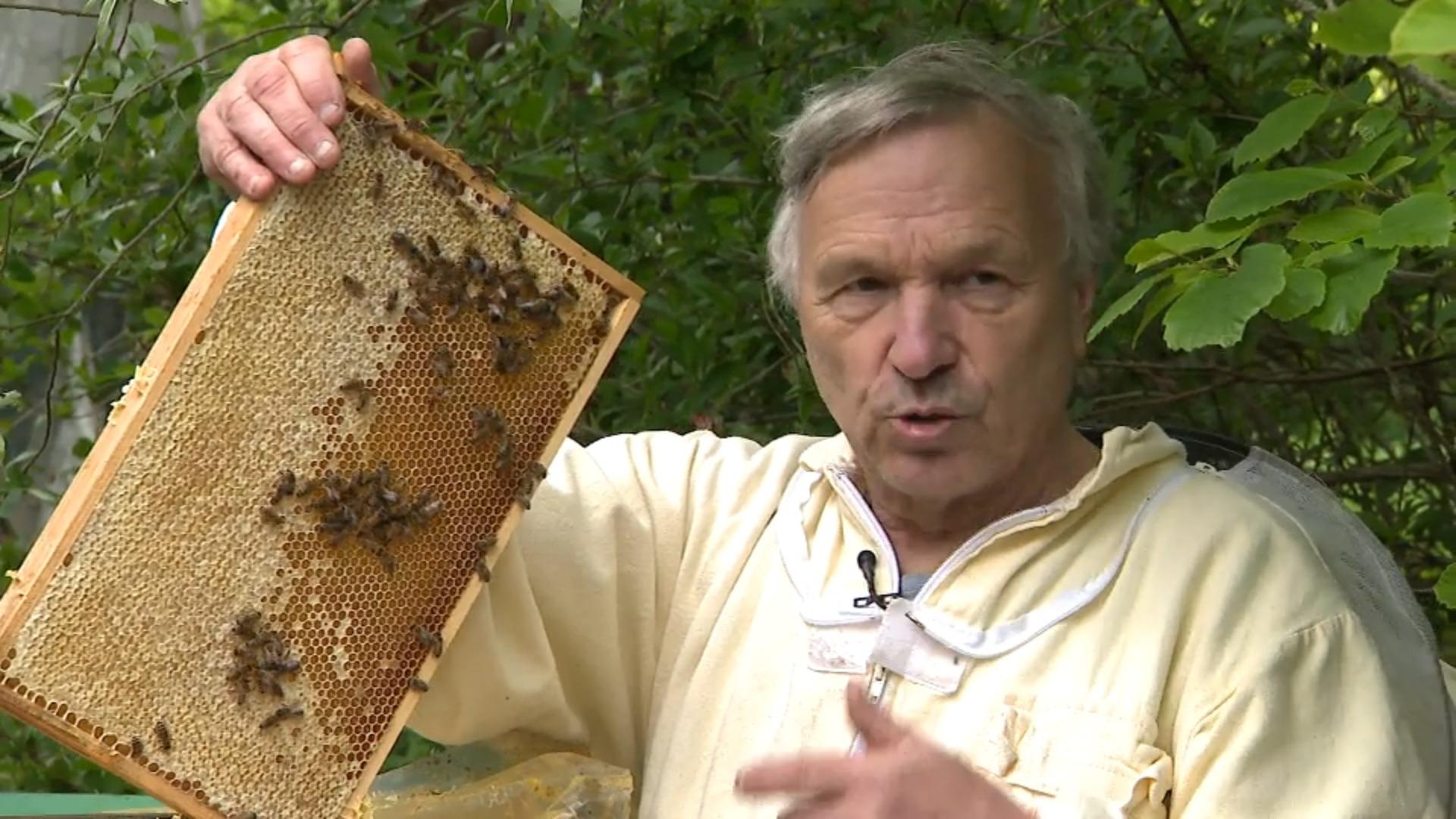 Giftexporte aus Deutschland töten Millionen Bienen Bienenkiller – made in Germany