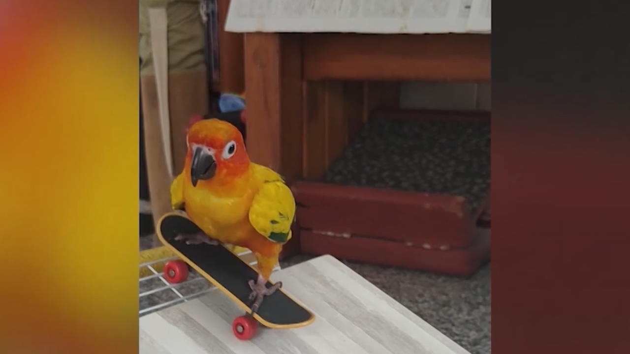 Papagei Boonboon ist der neue Star am Skateboard-Himmel! Wo andere noch nachplappern...