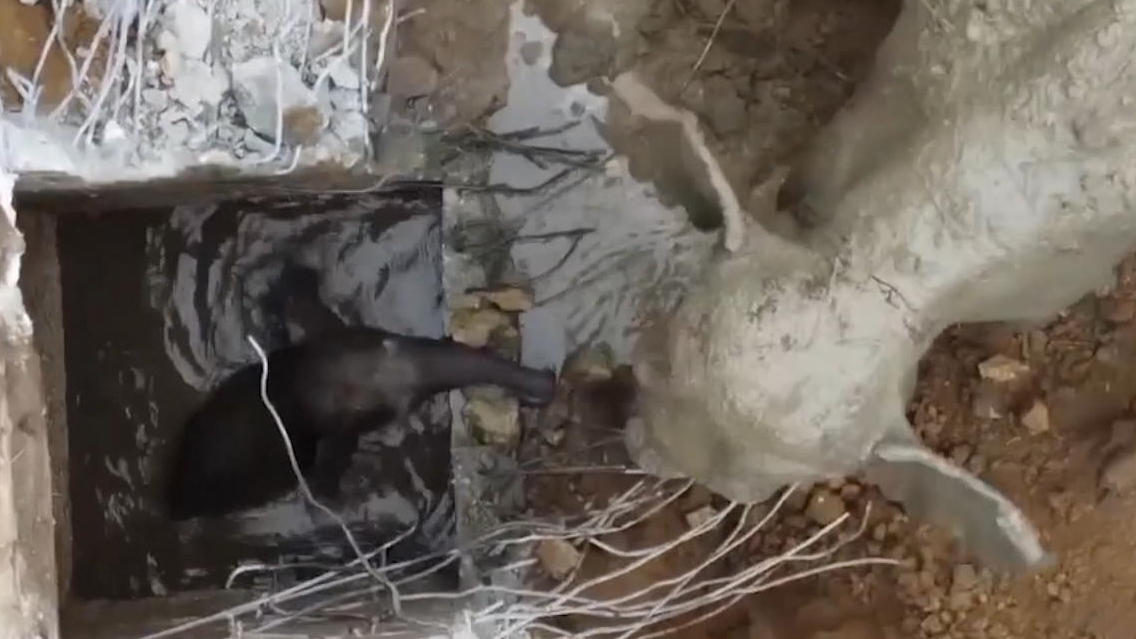 Elefantenbaby plumpst in Abfluss - doch Hilfe naht Rettung in letzter Sekunde!