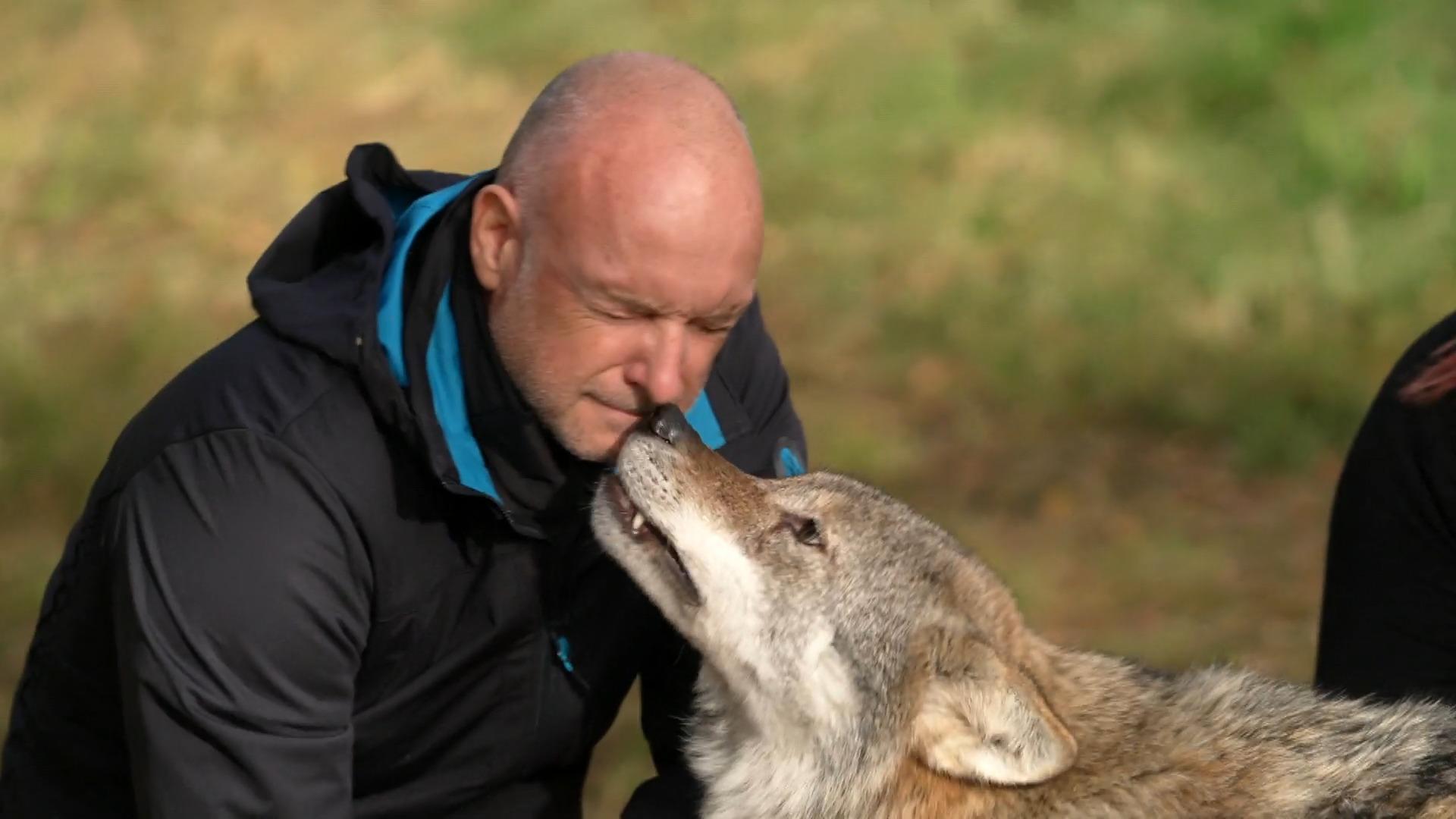 An unusual date in the courtyard of the Buschi wolf on a mission in Norway