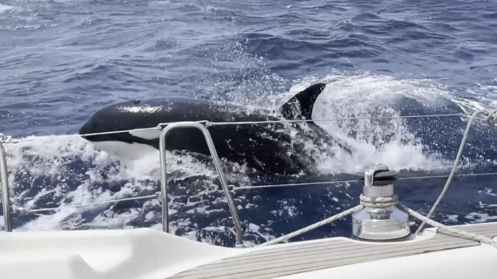 Schock! Killerwale attackieren Paar beim Segeln Sie zerstören das Ruder