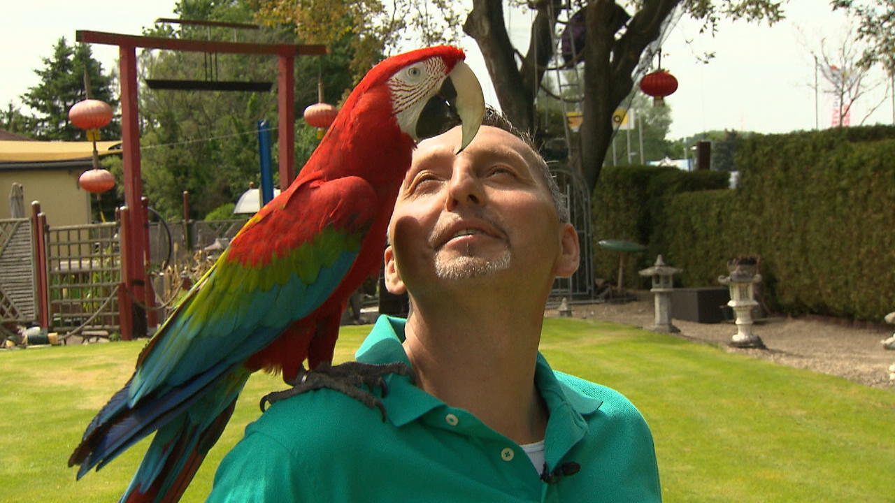 Papagei Jacqueline geht sogar mit Einkaufen! Auf den Vogel gekommen