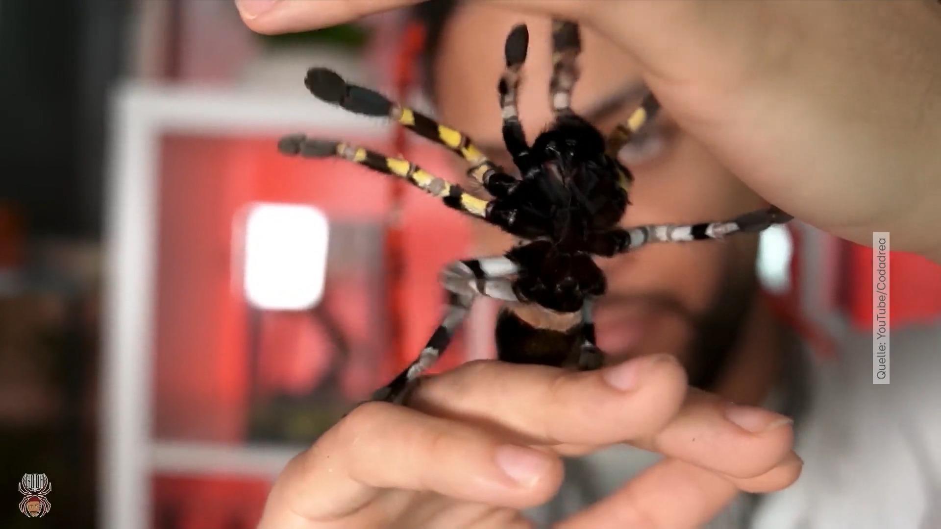 Der Spinnen-Influencer Dennis Soruklu als Internet-Star Großer Erfolg mit teils giftigen Spinnen