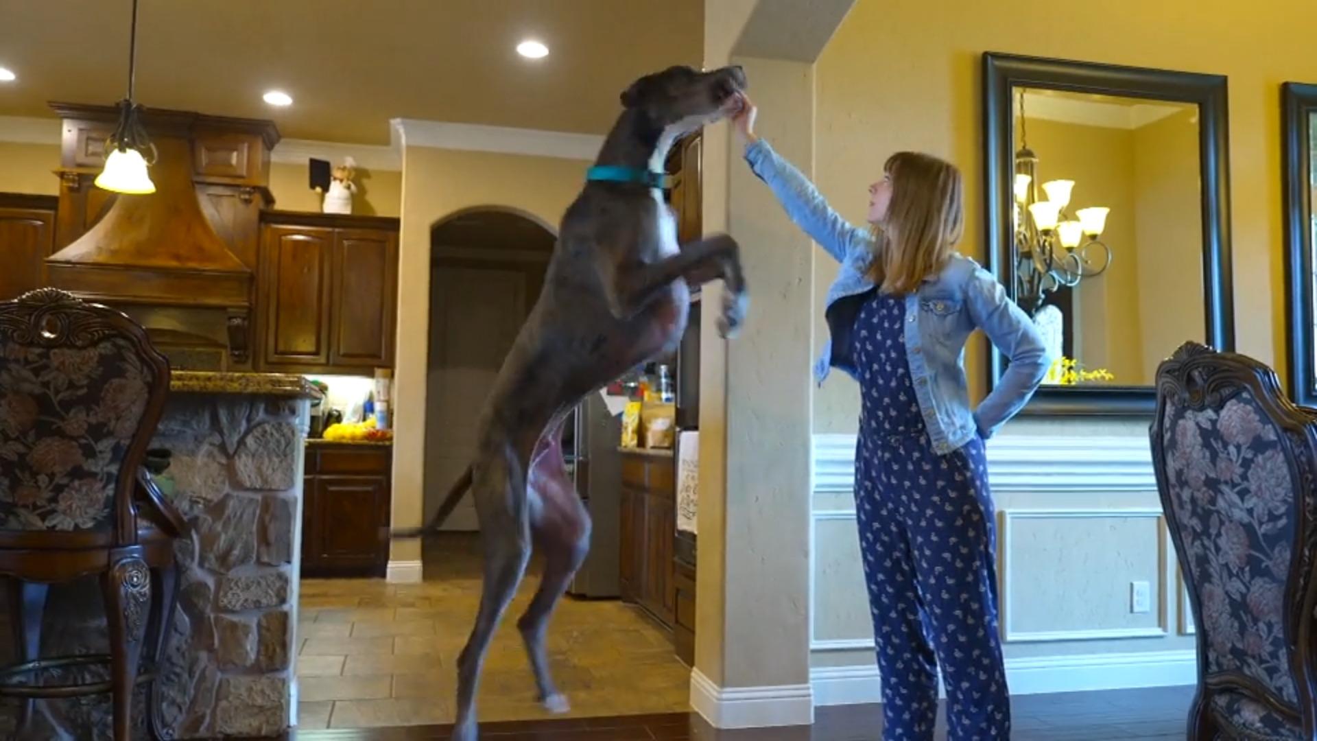 Wird Dogge Zeus der größte Hund aller Zeiten? Er will hoch hinaus!