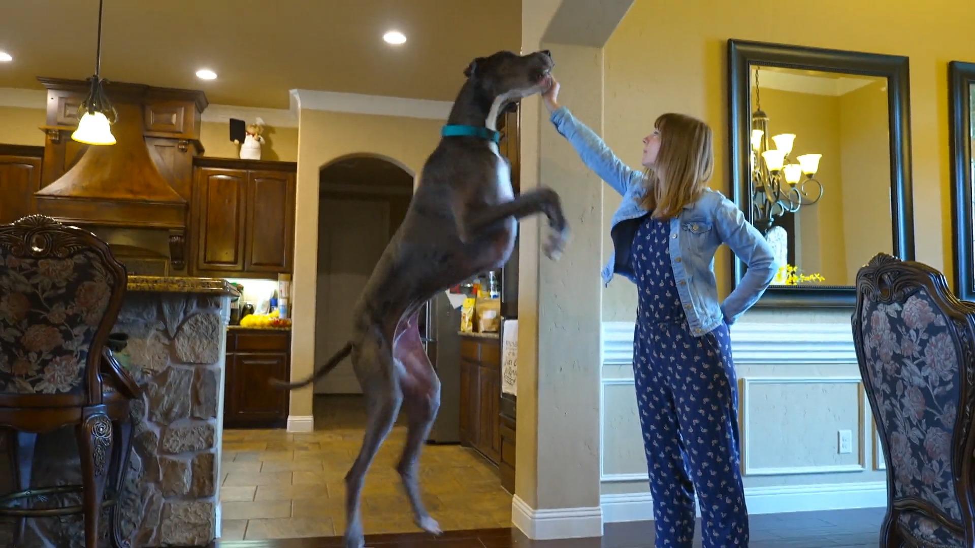 El gran danés Zeus es el perro gigante de cuatro patas más grande del mundo