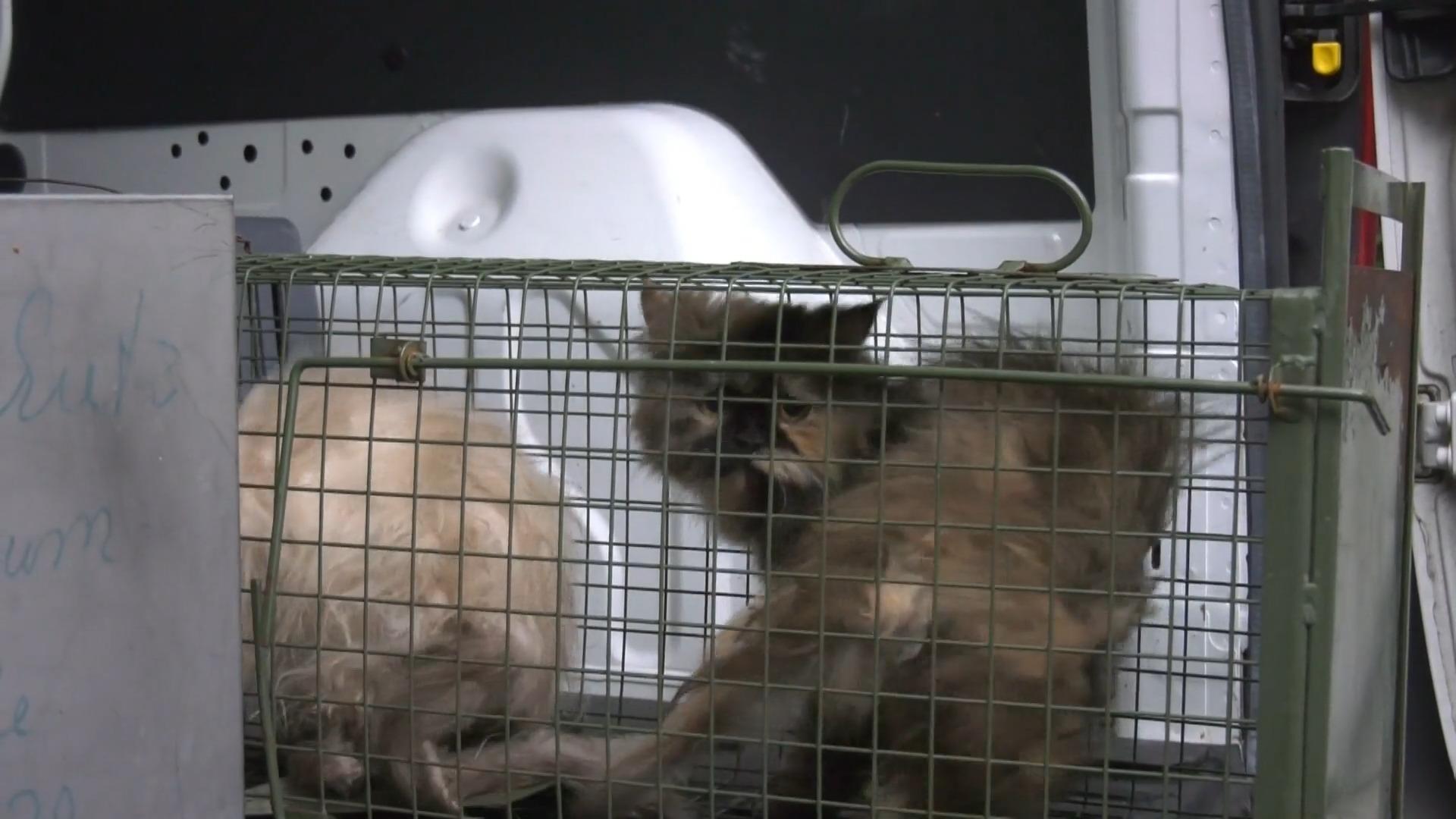 Katzen in erbärmlichem Zustand Animal Hoarding