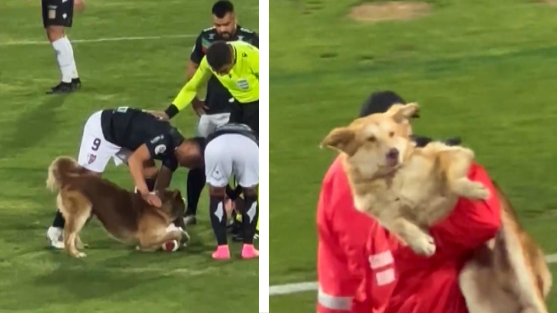 Zu ballverliebt! Hund stoppt Fußballspiel Sehr verbissen!