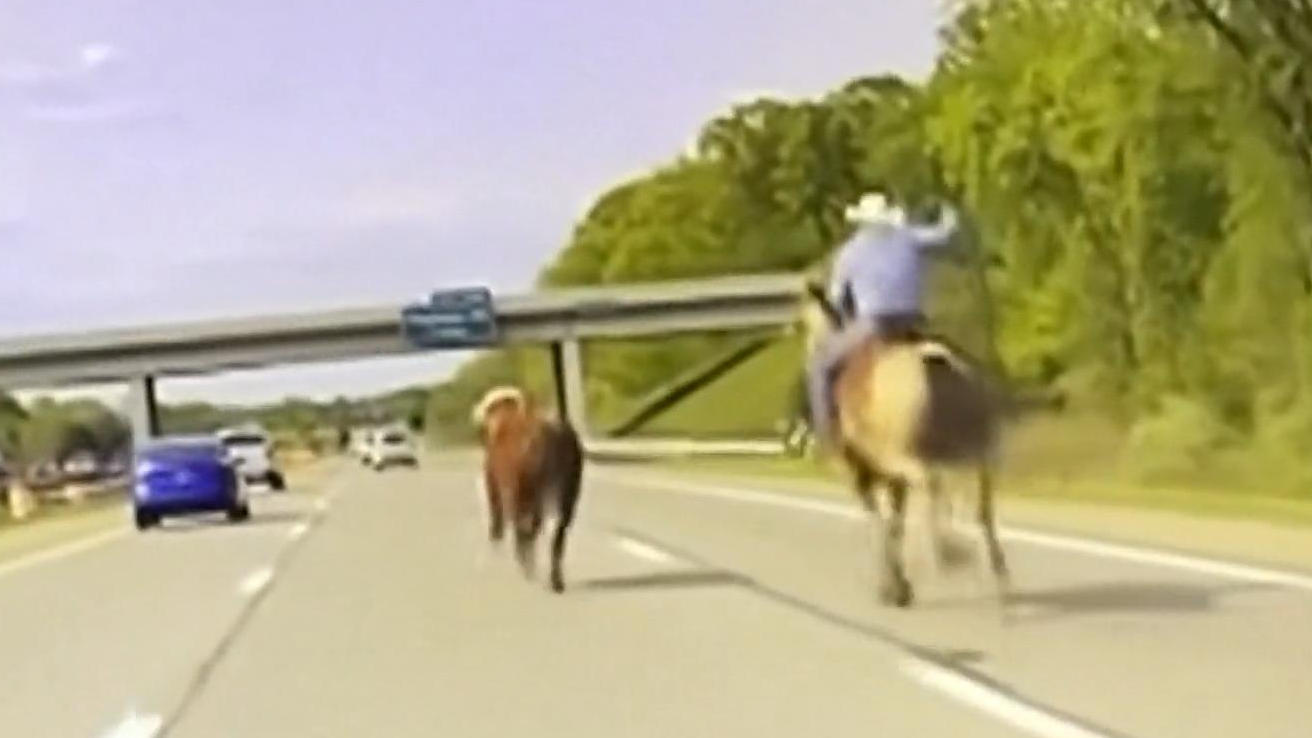 Cowboy fängt Kuh mit Lasso auf Autobahn Geht's noch amerikanischer?!