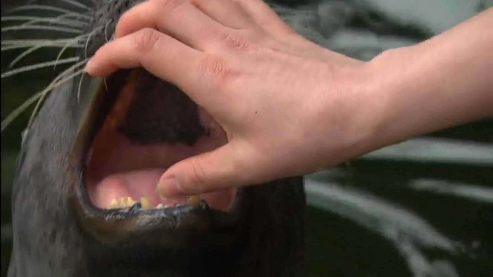 Seehund Piet bangt um einen Zahn Seehund Piet