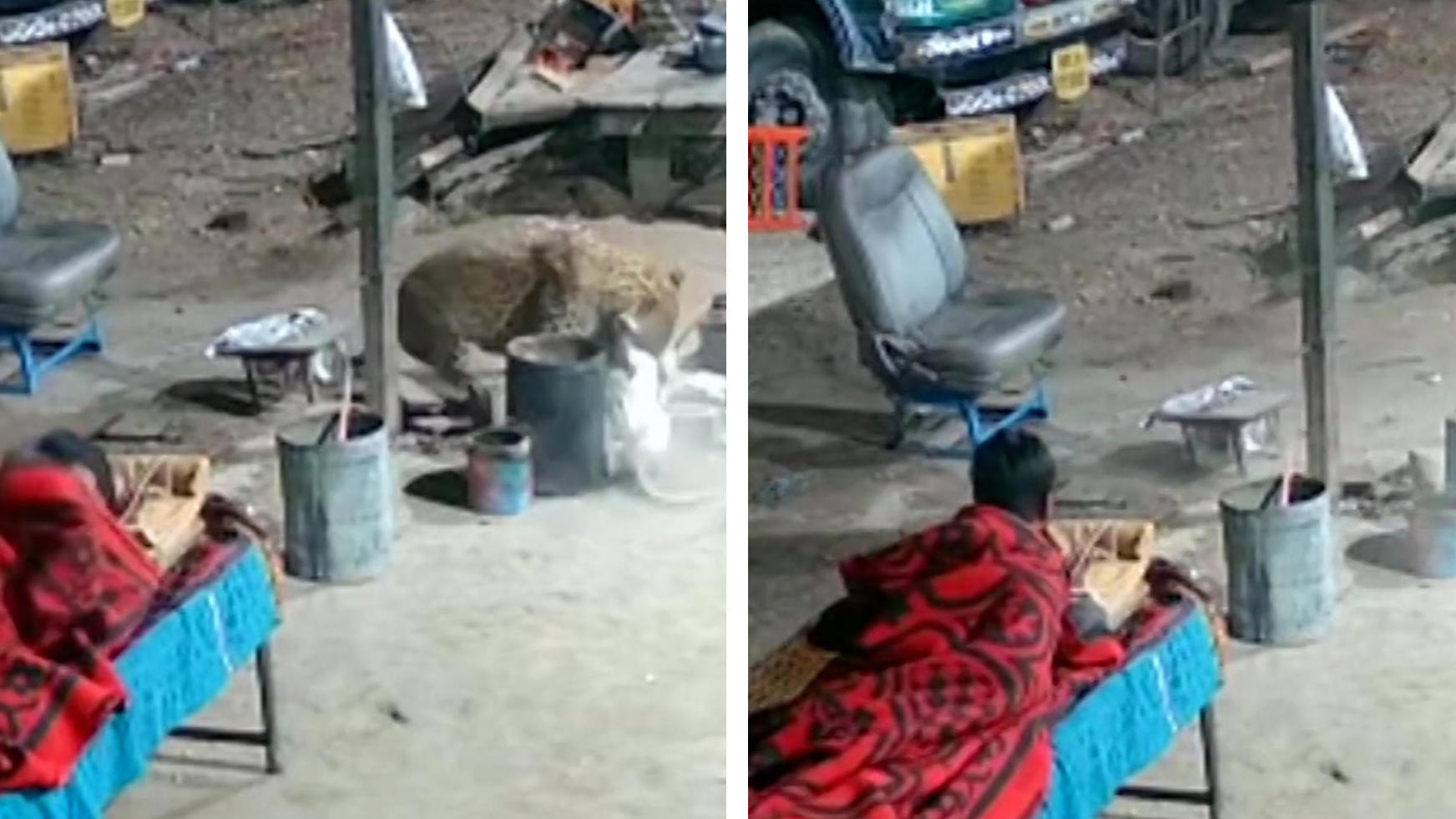 Leopard reißt mitten in der Nacht Hund mit sich Während sein Herrchen schläft