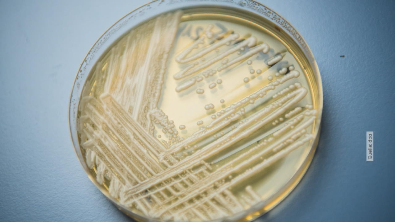 Candida auris breitet sich aus! Jetzt warnt auch die WHO