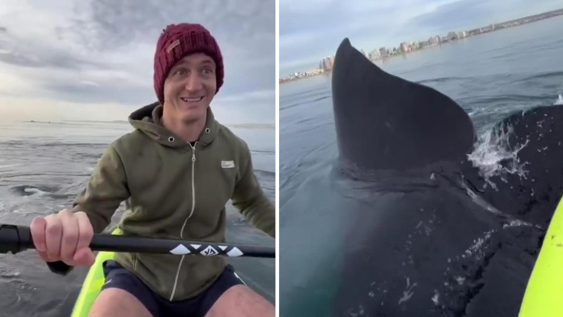 Drei Riesenwale überraschen Paar auf offenem Meer Flosse und Kajak berühren sich!