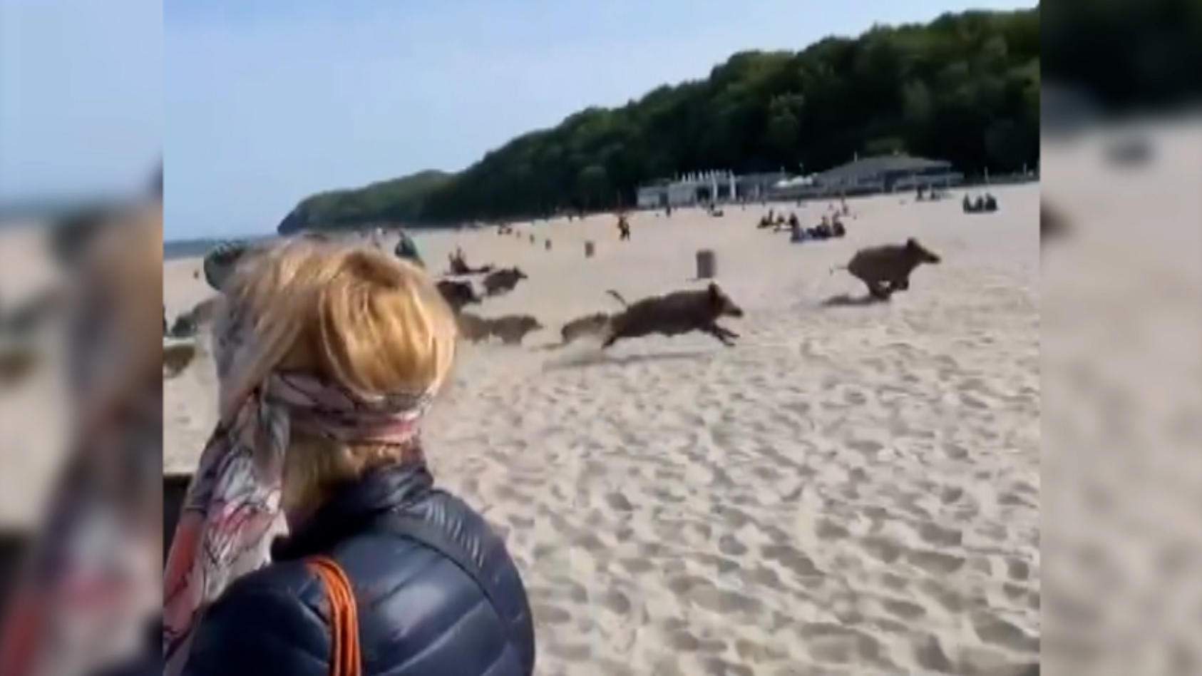 Wildschweine verfolgen Strandbesucher Sie rennen ungehemmt auf Badegäste zu!