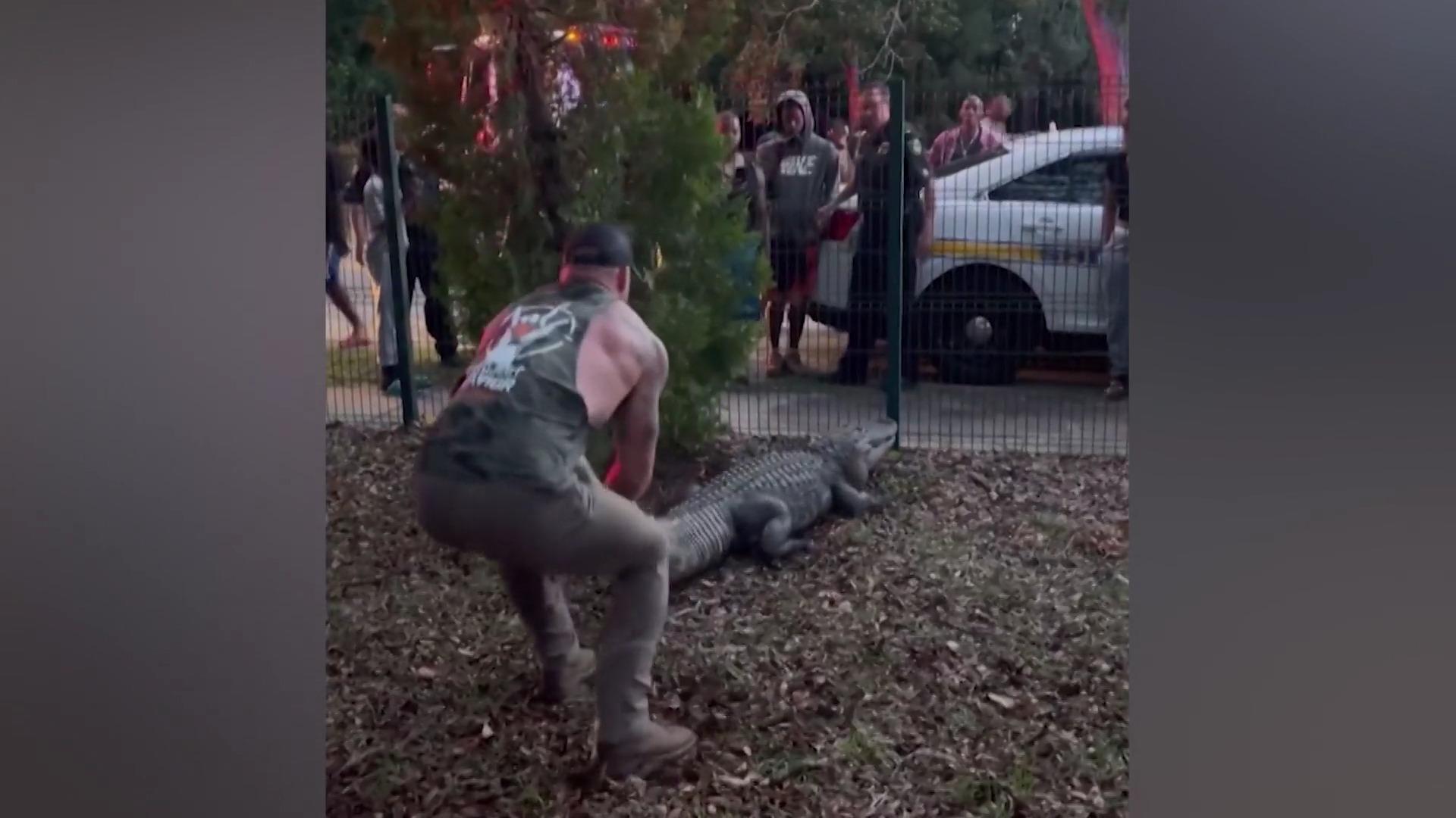 MMA-Kämpferin ringt mit Alligator - direkt vor Grundschule! So einen Gegner hatte er wohl noch nie