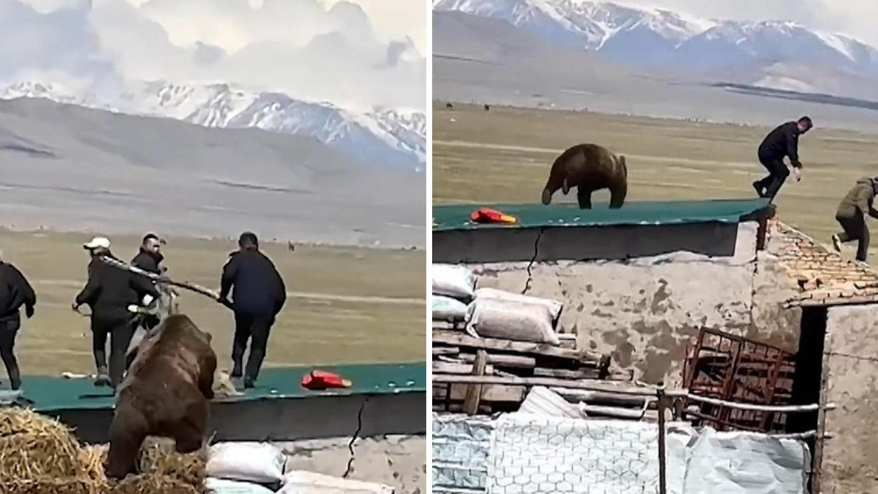 Seekor beruang coklat yang agresif mengejar polisi di atap rumah, mereka lari menyelamatkan diri!