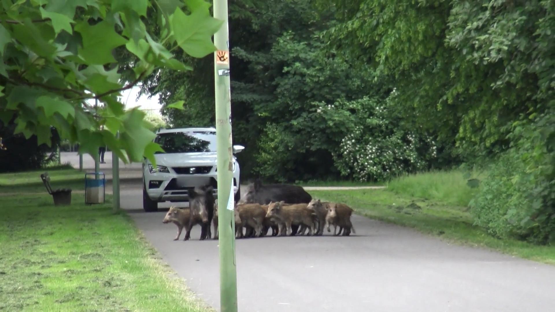 Polizei riegelt Park ab: Arbeiter auf Spielgeräte geflohen Wildschwein-Alarm in Hagen!