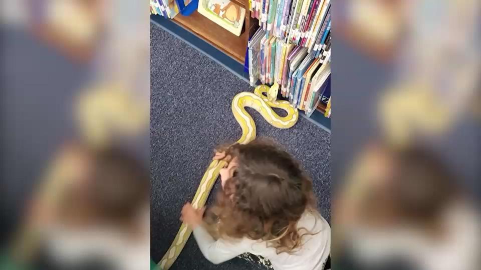 Kleines Mädchen entdeckt Python unter Puppenbett Mitten in einer Bibliothek!