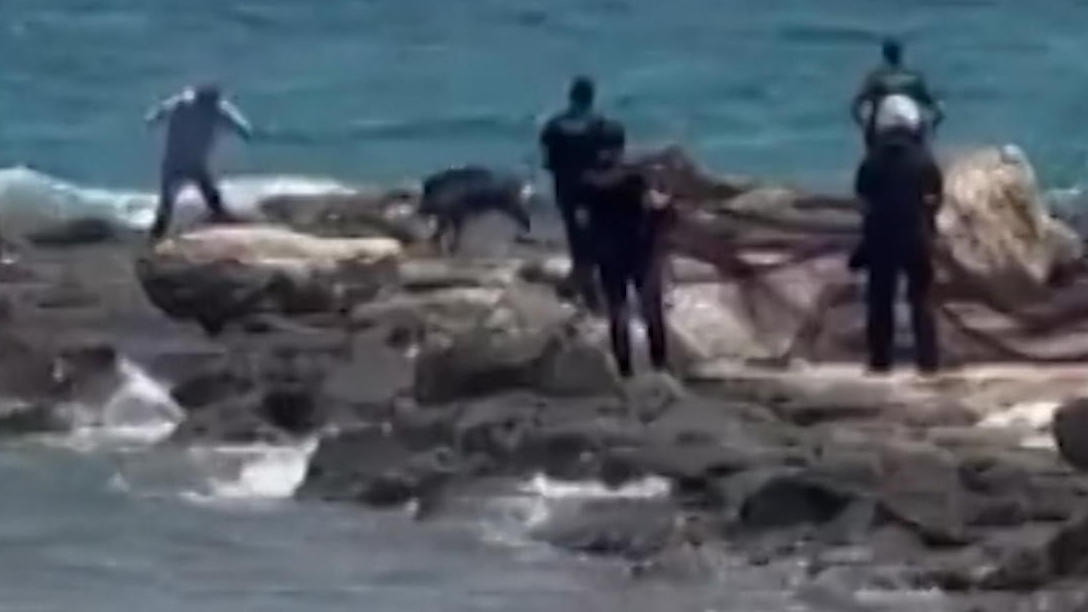 Aggressives Wildschwein attackiert Polizisten am Strand Tier wird erschossen!