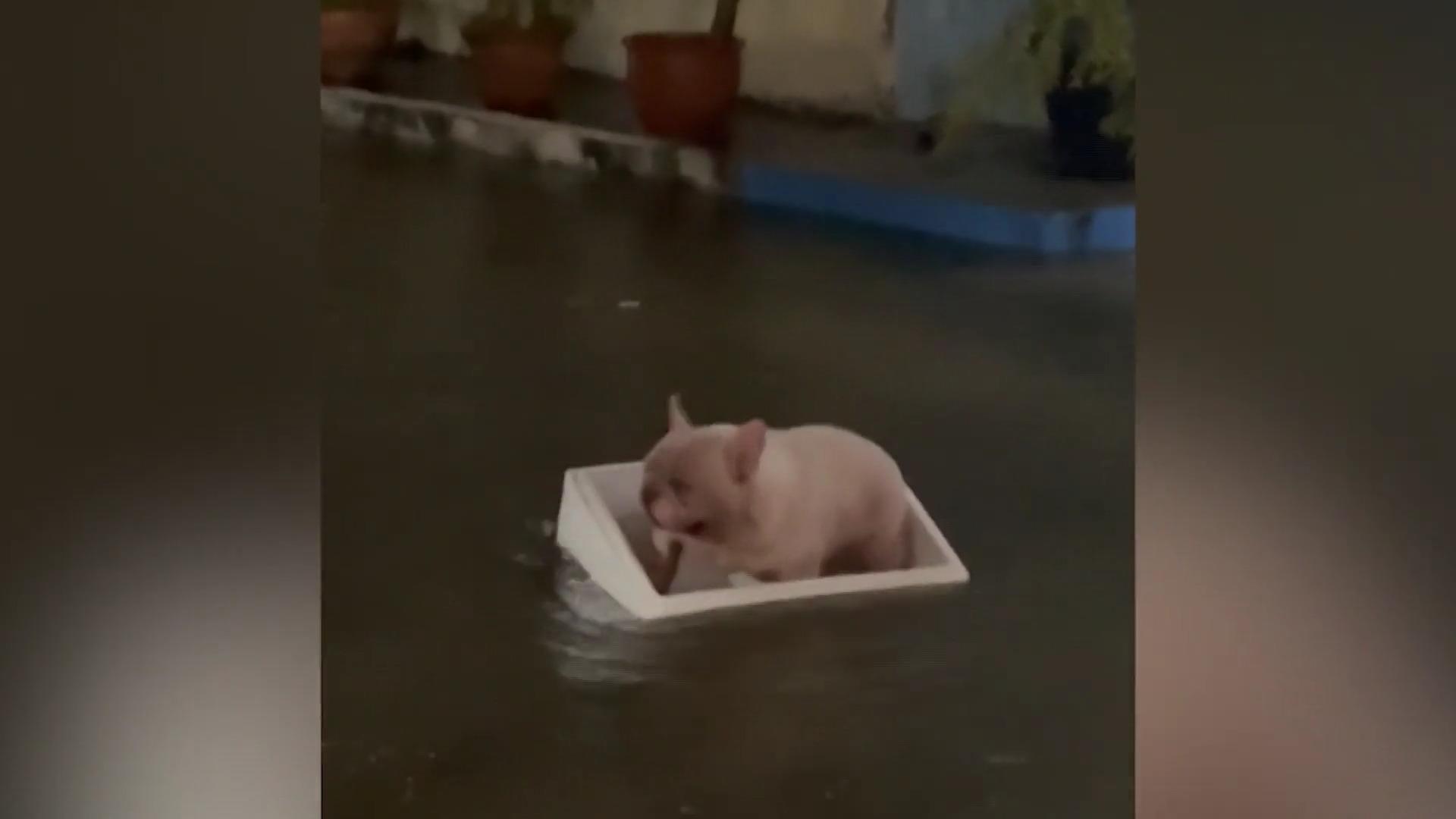 Überschwemmung in Thailand: Bulldogge sitzt in Box fest! Wie ist sie denn hier gelandet?