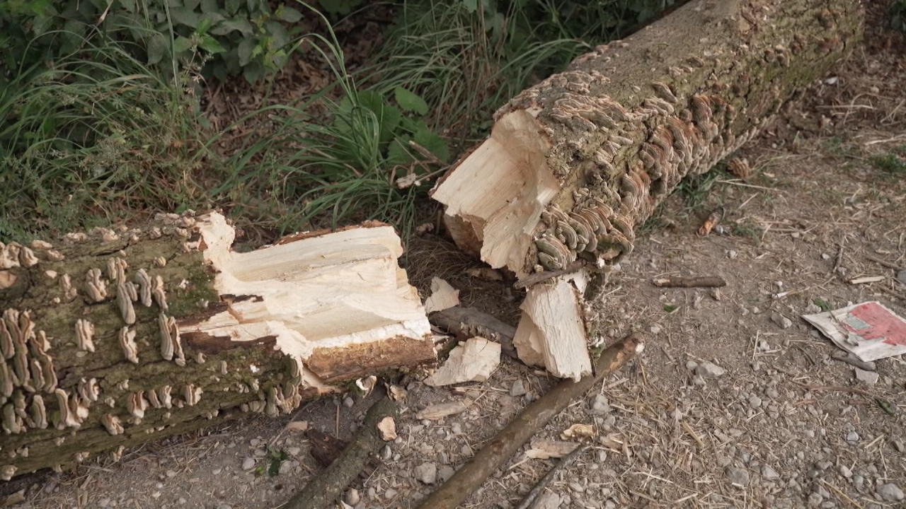 Baum stürzt auf Familie: 8-jähriges Kind im Koma Ersthelfern gelingt Wiederbelebung