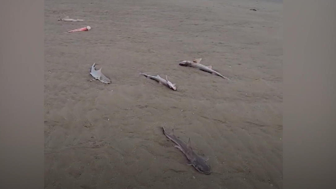 Pedestrians discover dead animals on the beach Mysterious shark deaths in Wales