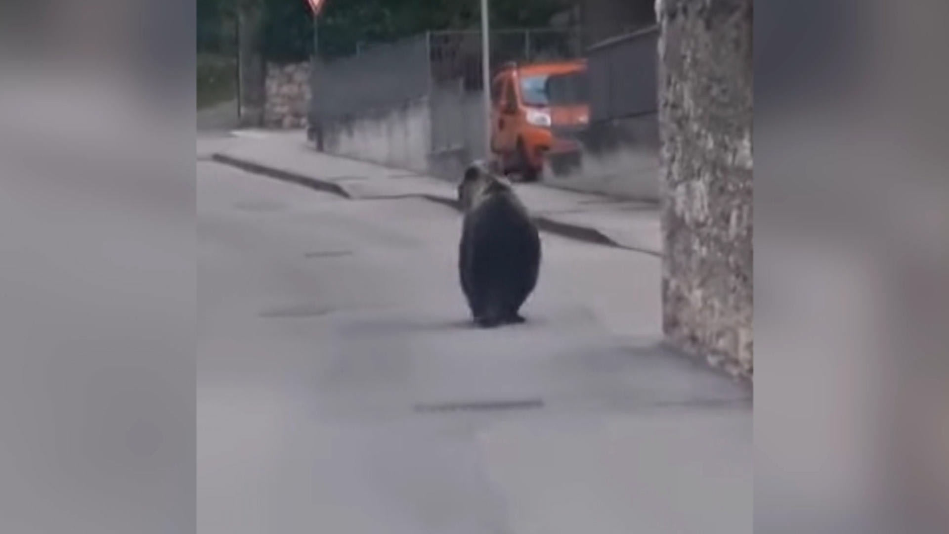 Spaventoso: Orso cammina nel mezzo di una scioccante località di villeggiatura sul Lago di Garda