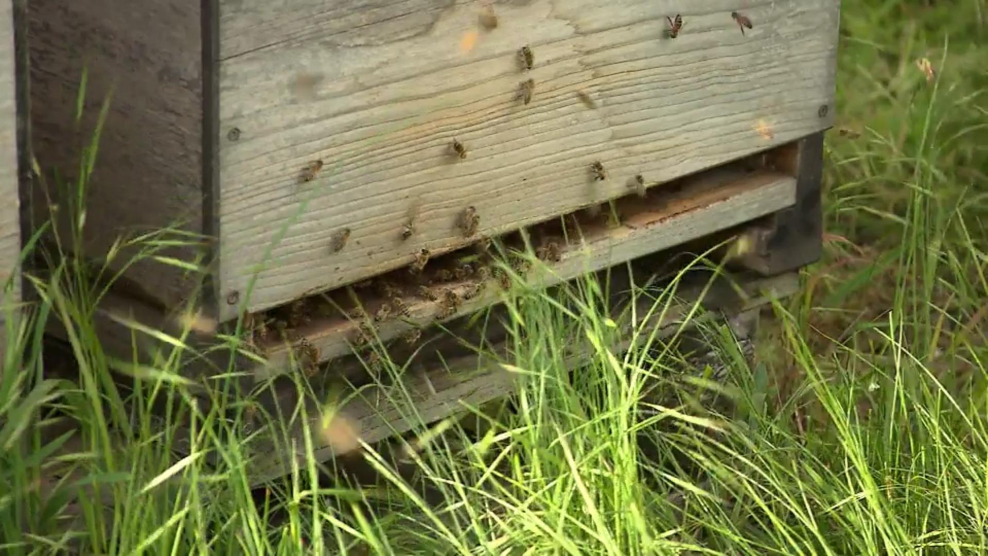 Quattro milioni di api sono le signore degli insetti della città