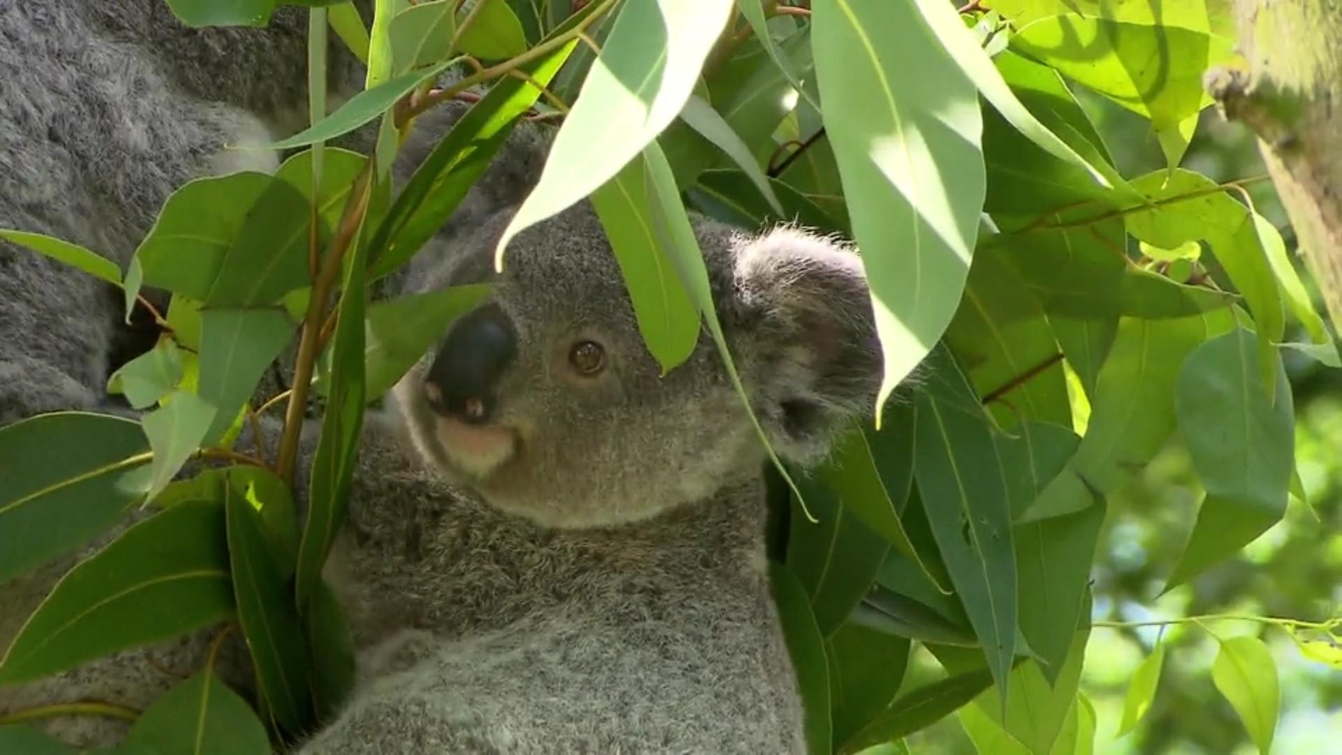 Il nome di un cucciolo di koala annunciava la progenie del koala
