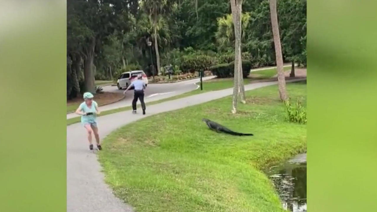Schock! Alligator jagt Angler hinterher Plötzlich springt er aus dem Fluss!