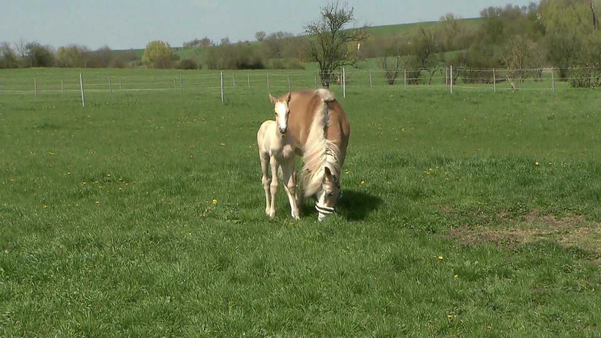 Stute adoptiert Waisenfohlen Nach Tod des eigenen Fohlens