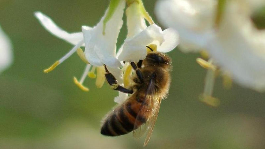 Fast alle Zierpflanzen sind mit Pestiziden verseucht Bienenfreundlich? Von wegen!