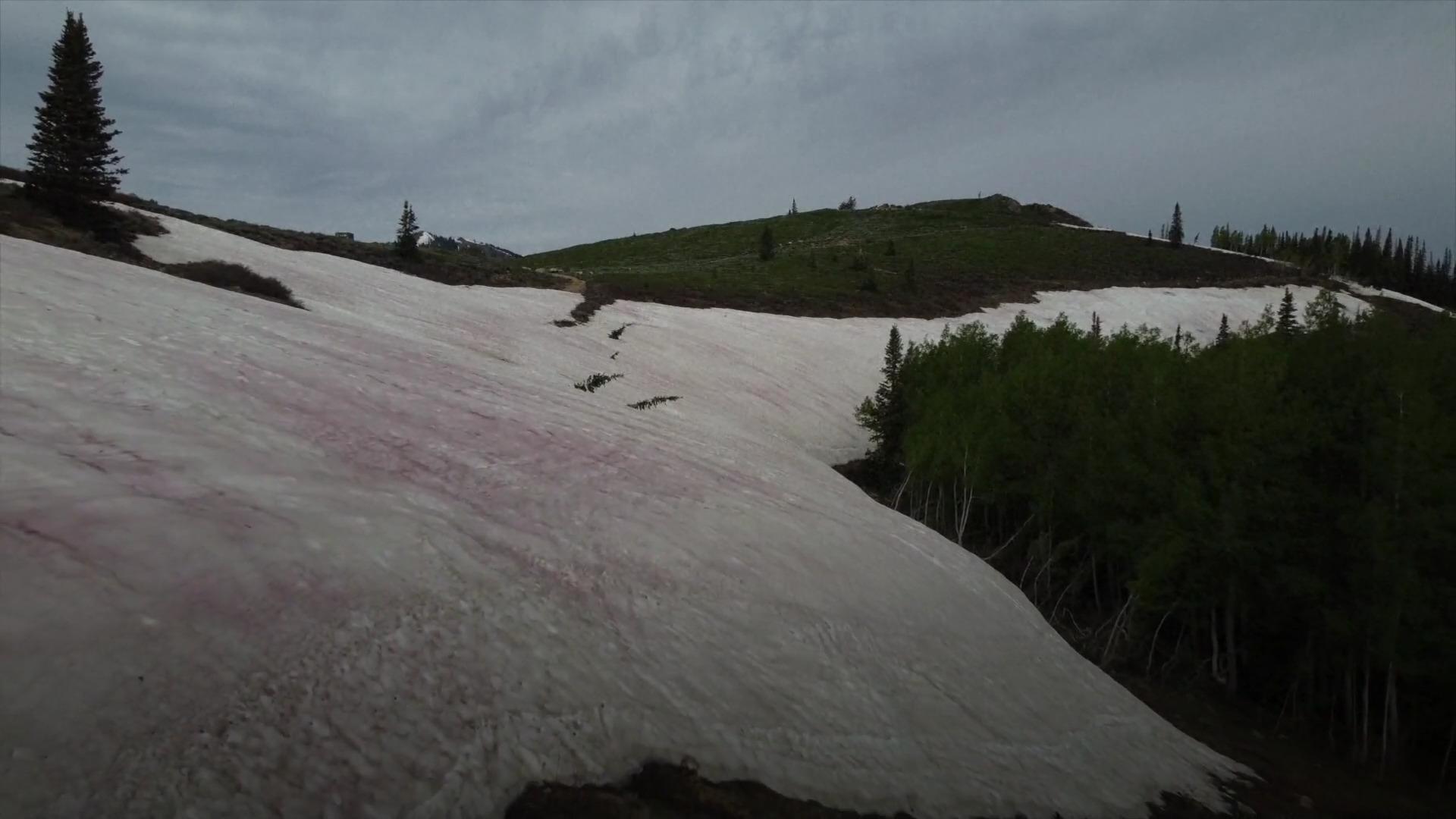 Algen verwandeln Schnee in andere Farbe Schnee wird rosa