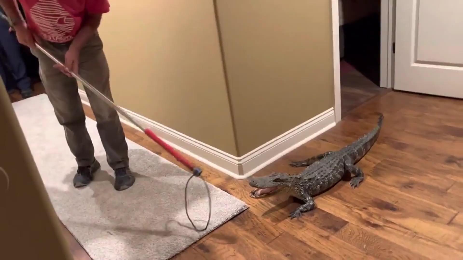Er kam durch die Hundeklappe! Alligator bricht in Haus ein Ringkampf im Wohnzimmer