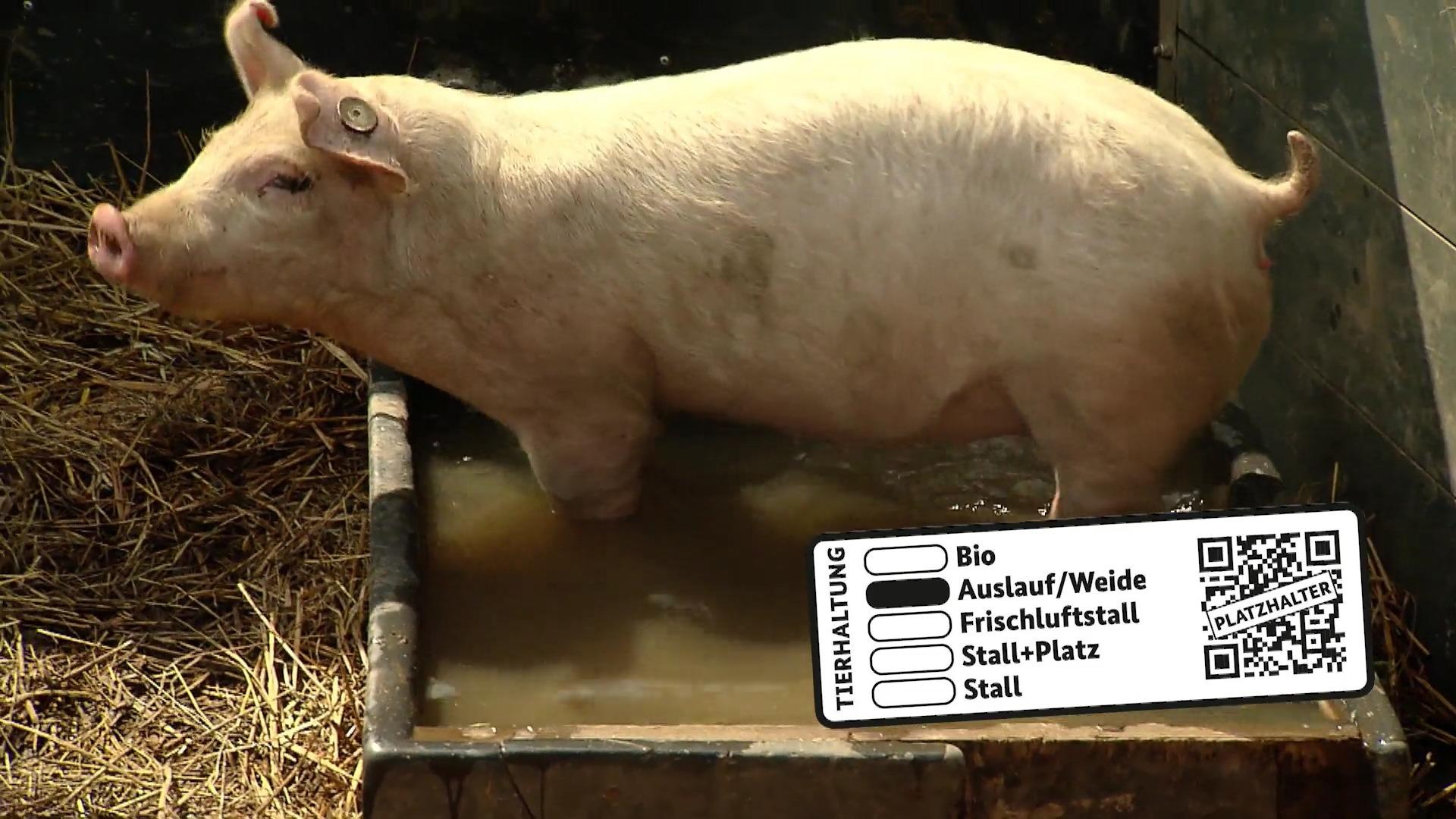 Neues Tierhaltungslabel auf Fleisch Bundesrat beschließt